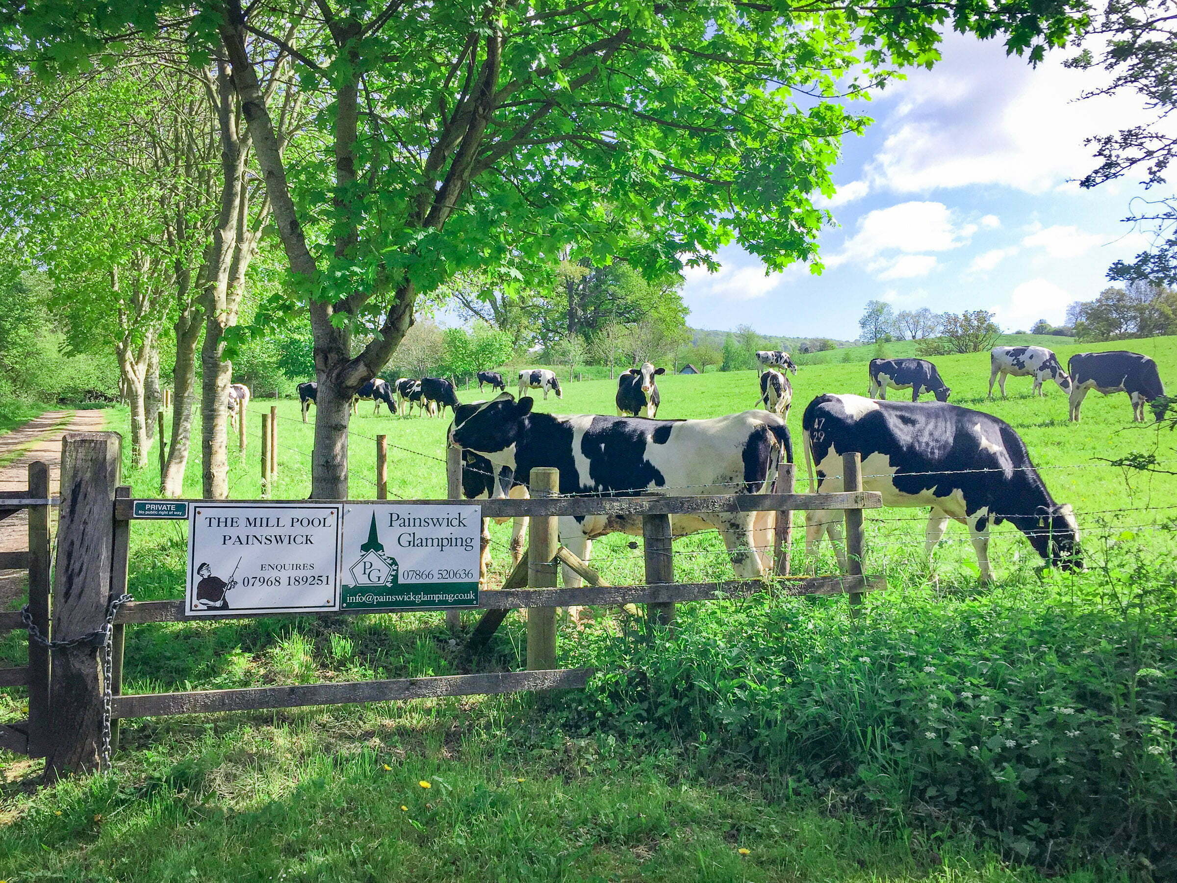 Painswick Glamping – Entrance and cows